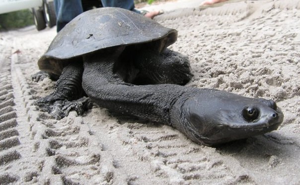 Австралийская змеиношеяя черепаха имеет настолько длинную шею, что она не может втянуть ее обратно в защитный панцирь.