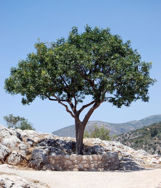Оливковое дерево может жить до 1500 лет.