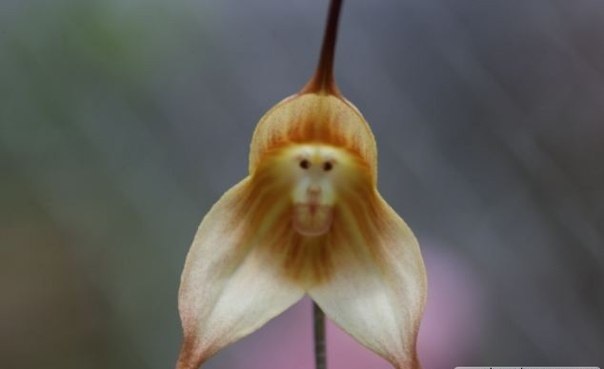 На юго-востоке Эквадора - в горах, на высоте от 1000 до 2000 метров, и на территории перуанских туманных лесов растут необычные "орхидеи-обезьянки".