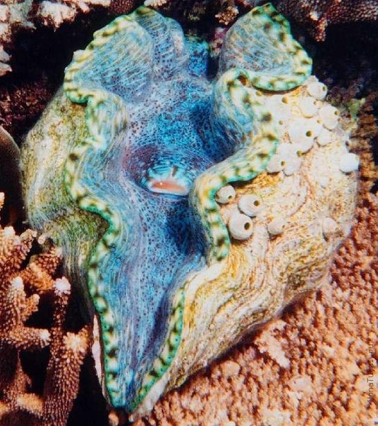 Моллюск-убийца или ракушка-людоед — самый крупный моллюск на Земле. Место обитания — корраловые рифы на глубине почти 25 метров. Весит моллюск до 210 килограммов при длине туловища до 1,7 метров. Продолжительность жизни — до 150 лет.