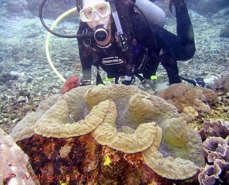 Моллюск-убийца или ракушка-людоед — самый крупный моллюск на Земле. Место обитания — корраловые рифы на глубине почти 25 метров. Весит моллюск до 210 килограммов при длине туловища до 1,7 метров. Продолжительность жизни — до 150 лет.