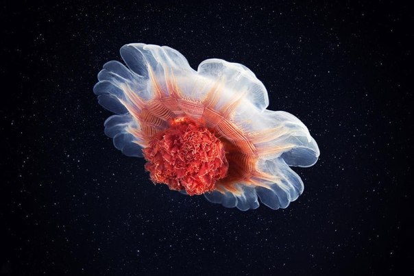 Красочные медузы