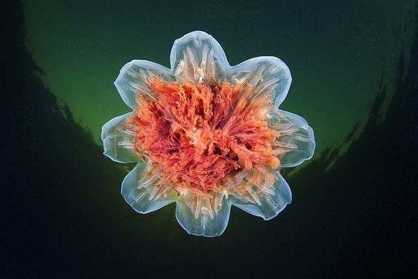 Красочные медузы