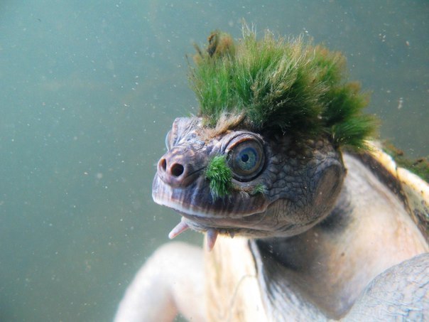 Эта австралийская мохнатая черепаха примечательна в основном тем, что отрастила водоросли на голове. В дикой природе такое случается редко, обычно водоросли растут на панцирях.