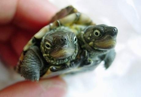 Двухголовая черепаха живёт в Китае. Хозяин утверждает, что ест она как две.