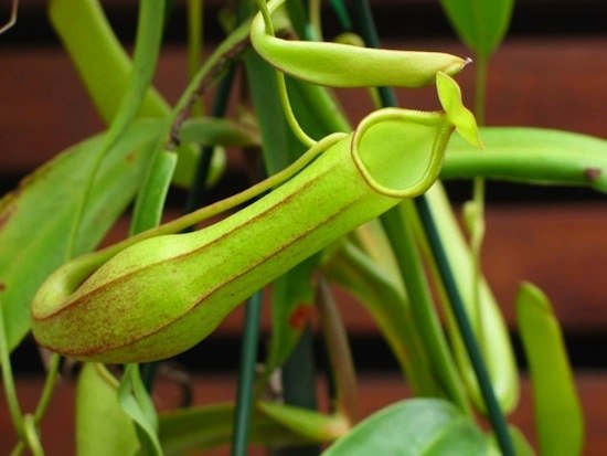Растение Nepenthes spathulata способно переварить крысу вместе с зубами и костями.
