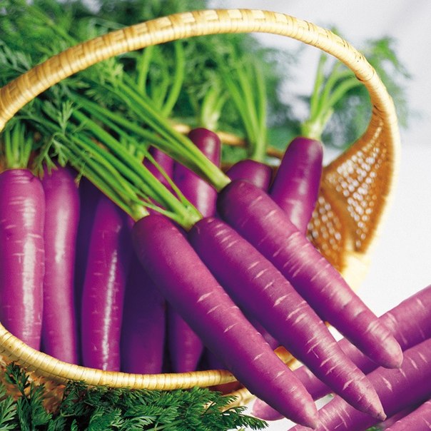 Морковь изначально была фиолетовой. А оранжевая морковь была выведена в четырнадцатом веке в Голландии.