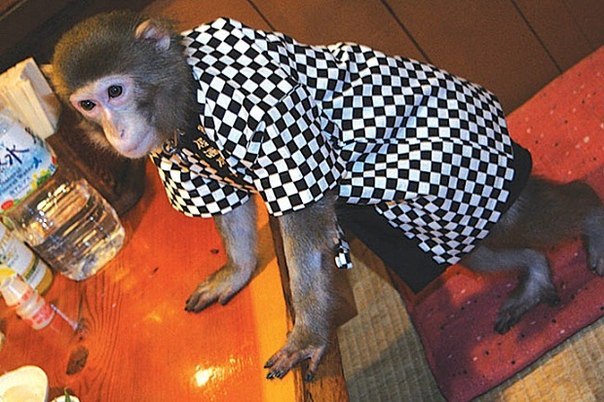 В японском ресторане официантами работают обезьяны. По закону о правах животных, обезьяны могут работать, но не более двух часов в день. Владелец ресторана собирается нанять на работу еще 2-3 маленьких проворных официантов.