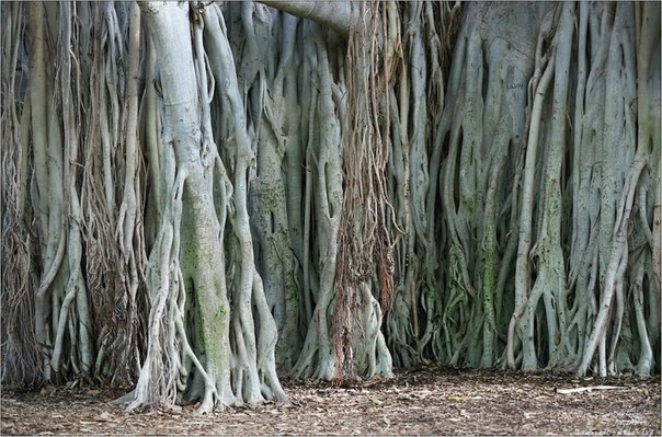 Великий баньян — дерево с самой большой в мире площадью кроны. Находится в Индийском ботаническом cаду в Хауре. Баньян, или, как его еще называют, дерево-лес, имеет не один, а тысячи стволов.