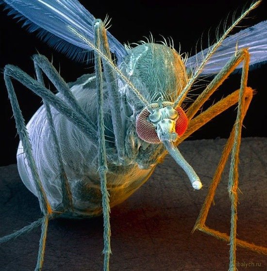 Самка малярийного комара является самым смертоносным существом в мире.