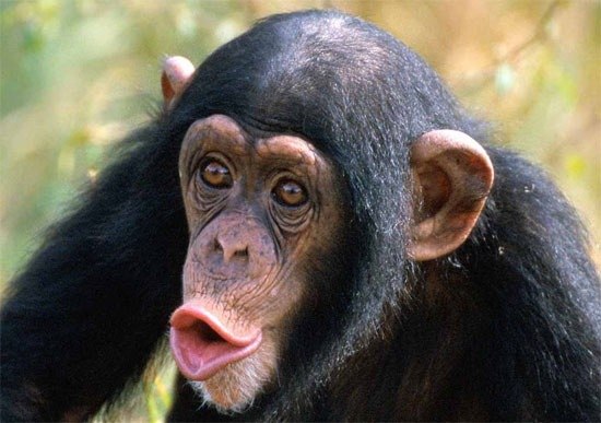 Самым умным животным, исключая человека, является шимпанзе, за которым следует дельфин.
