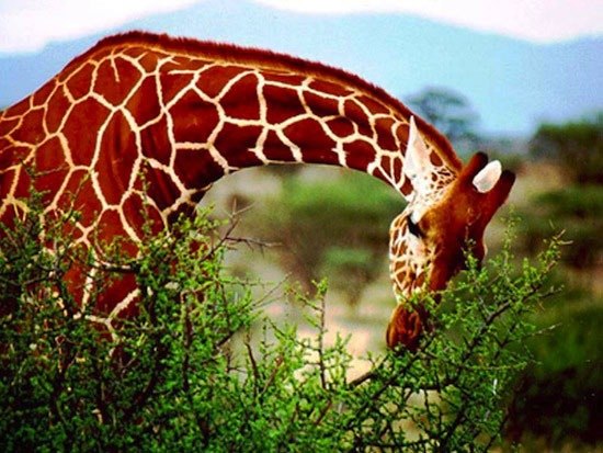 Самым длинным и высоким наземным животным является жираф. Он может вырастать до 6 метров в высоту, что примерно приравнивается к двухэтажному зданию.