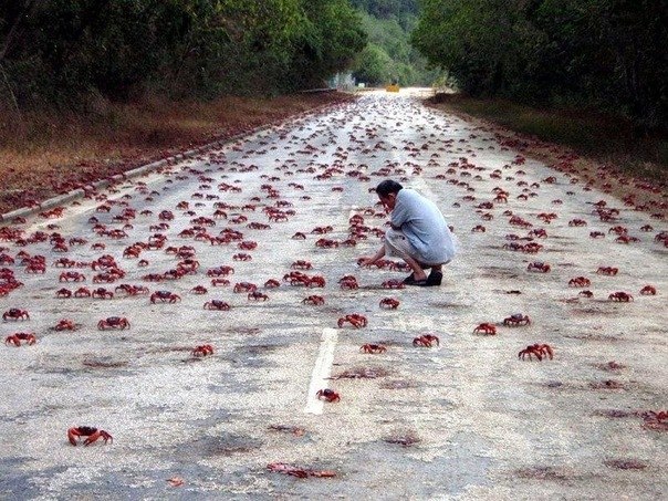 Больше 120 миллионов красных крабов каждый год совершают миграцию через остров Рождества. Крабы буквально кишат на острове, заполняют дороги, дома, леса. А после их потомство точно так же через весь остров возвращается обратно.