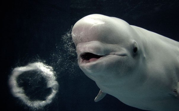 Белый кит в японском аквариуме Симанэ (Shimane Aquarium) научился выдувать пузыри в виде колец