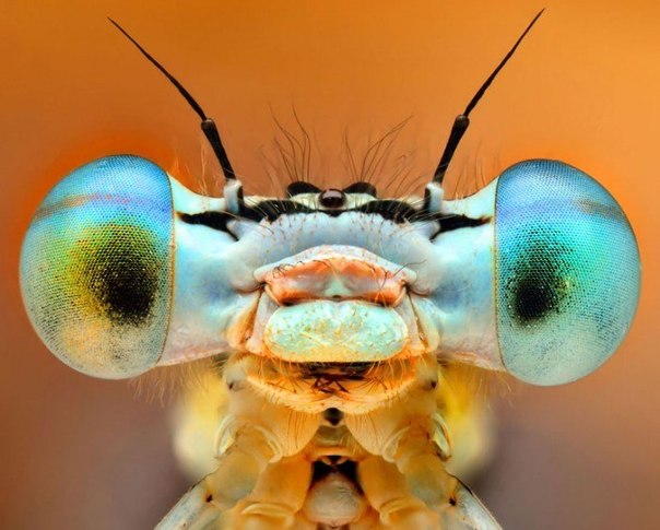 Глаза жуков