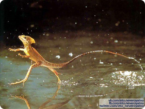 Ящерицы из рода василисков способны бегать по поверхности воды, удерживаясь за счёт частых ударов задних ног.