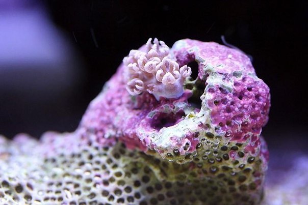 Макросъемка кораллов