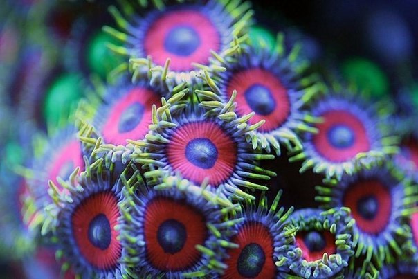 Макросъемка кораллов