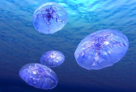 У медузы нет мозга и кровеносных сосудов.