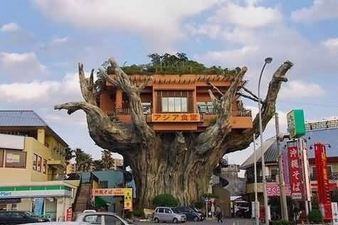Интересный ресторан находится в Японии, на острове Окинава. Вход в него расположен на дереве баньян на высоте более 10 метров. Чтобы попасть внутрь посетители поднимаются внутри ствола на лифте.