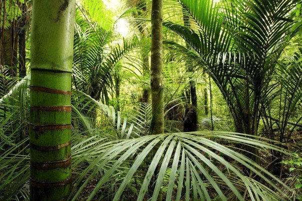 Ежегодно с лица Земли исчезает 11 млрд. га тропических лесов - это в 10 раз превышает масштабы лесовосстановления.