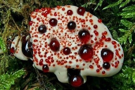 Кровавый зуб - этот милый грибок похож на пожеванную жевательную резинку, сочащуюся кровью и пахнущую клубникой.
