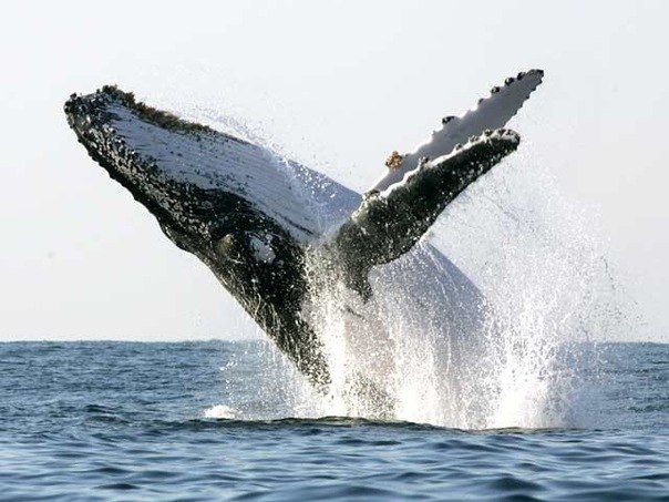 Взрослый кит за 2 секунды вдыхает 2400 литров воздуха.