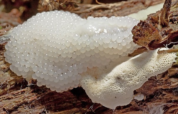 Самый подвижный гриб планеты – это гриб Плазмодий. Помимо своего удивительного вида, этот гриб может передвигаться. Передвигается он с помощью своих выростов протоплазмы. Скорость его не велика – всего один сантиметр в час. Плазмодию под силу забраться на пень и обустроится там на некоторое время.