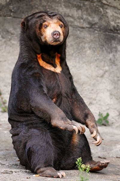 Самый маленький малайский медведь бируанг обитает на островах Индонезии, в Индии, в Таиланде и в Бирме. Высота взрослых особей в холке не превышает 70 см, длина тела бируанга, покрытого смолянисто-черным густым мехом, в среднем достигает 1м 20 см (максимум – 1.5 м). А весят медведи - до 65 кг самцы и до 50 кг самки.