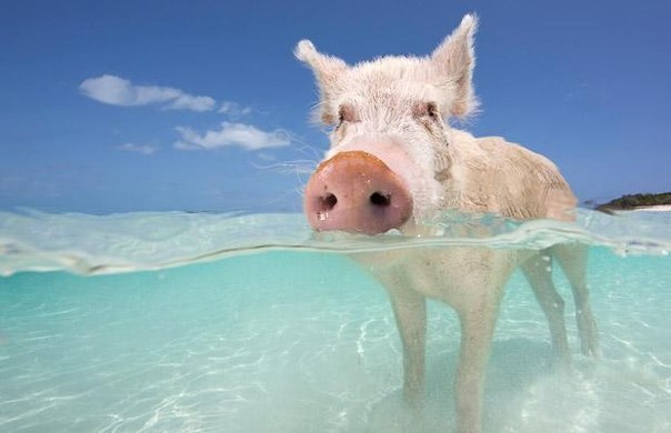 Плавающие свиньи вдоль берегов острова Биг Мэйджор Кэй на Багамах. Этот остров похож на рай для свиней, которые весь день нежатся среди белоснежных песков, а когда голод дает о себе знать, идут добывать пропитание весьма оригинальным способом. Завидев туристов, свиньи смело бросаются в воду и плывут к яхтам, надеясь за красивые глаза получить что-нибудь вкусненькое. Свиньи здесь действительно красивые, разных расцветок и, к тому же, частое пребывание в воде делает их очень чистыми.