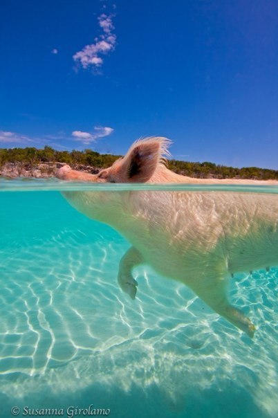 Плавающие свиньи вдоль берегов острова Биг Мэйджор Кэй на Багамах. Этот остров похож на рай для свиней, которые весь день нежатся среди белоснежных песков, а когда голод дает о себе знать, идут добывать пропитание весьма оригинальным способом. Завидев туристов, свиньи смело бросаются в воду и плывут к яхтам, надеясь за красивые глаза получить что-нибудь вкусненькое. Свиньи здесь действительно красивые, разных расцветок и, к тому же, частое пребывание в воде делает их очень чистыми.