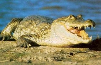 Крокодилы глотают камни, чтобы глубже нырнуть.