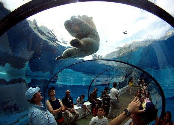 Посетители зоопарка Детройта наблюдают за купающимся полярным медведем из специального батискафа в Роял Оук, Мичиган.