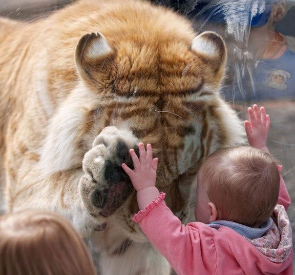 Огромный бенгальский тигр за стеклом вольера заинтересовался маленькой девочкой.