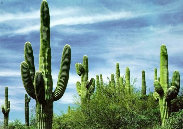В Мексике, в качестве новогоднего символического дерева, вместо елки используют кактус.