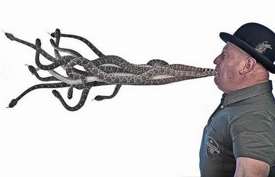 Рекордное количество гремучих змей удалось продержать во рту немцу Джеки Бибби – целых 11 ядовитых змей! Джеки Бибби держал гремучих змей во рту за хвосты в течение 10 секунд!