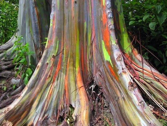 Радужный эвкалипт Eucalyptus deglupta родом с филиппинского острова Минданао. Дерево славится разноцветностью своей коры, отсюда и название. Как и у других эвкалиптов, кора этого дерева имеет свойство отслаиваться (обычно в виде узких полосок). На месте старой коры образуется новая. По мере старения кора меняет окраску. Сначала она ярко-зеленая и тёмно-зеленая, затем оттенки становятся от голубоватой до пурпурной, следующий цвет — розово-оранжевый. В своей самой поздней стадии кора становится коричнево-малиновой.