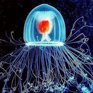 Недавно учеными было обнаружено первое бессмертное существо нашей планеты. Как оказалось, этим существом является медуза Turritopsis nutricula. Медуза способна на всем протяжении своей жизни постоянно себя омолаживать.