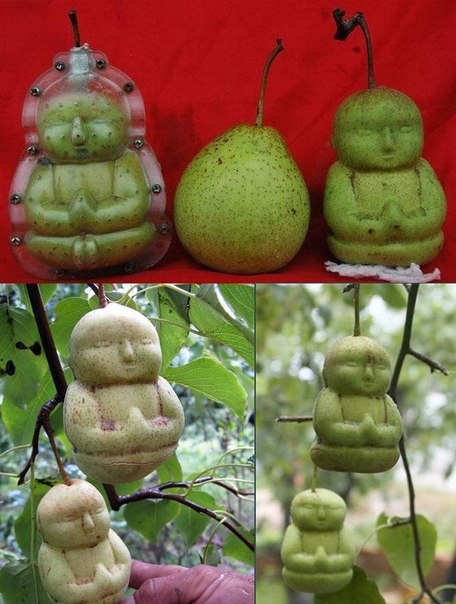 Китайский фермер Гао Синьзян вывел новый сорт груш. Плоды его груш имеют форму Будды! В настоящий момент предприимчивый фермер подумывает об экспорте "фруктового Будды" в Великобританию и США. А пока что груши продаются в Китае и пользуются там большой популярностью!