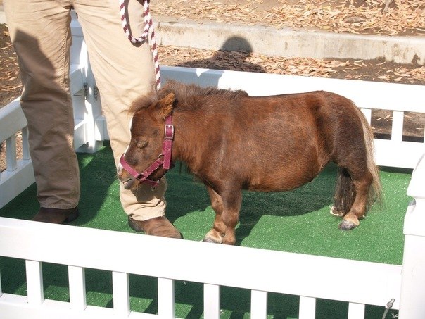 Кода - самая маленькая лошадь в мире. Он меньше чем большинство собак и не намного больше, чем кошки. Весит всего 35 кг и ростом 59 см.