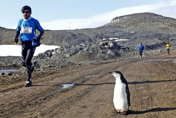Пингвин – первый болельщик первого в истории марафона в Антарктиде.