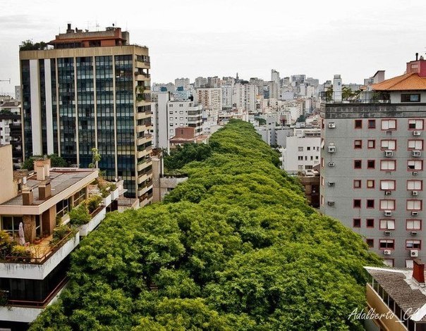 Самая зеленая улица в мире