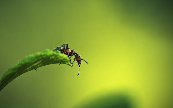 Животным, имеющим наибольший мозг по отношению к размеру своего тела, является муравей.