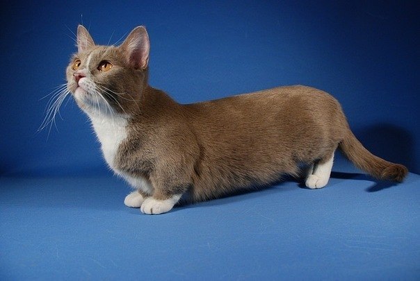 Манчкин - милейшая порода кошек с непривычно короткими лапками.