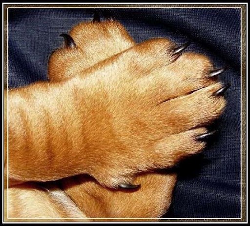 У собак по четыре пальца на задних ногах, и по пять на передних.