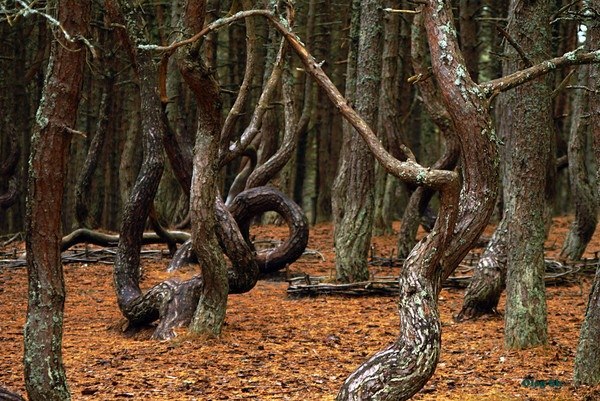 На Куршской косе, что в Калининградской области, есть уникальное место, которое называется «Пьяный лес». На участке примерно в 1 кв. км растут посаженные в 1980-х годах сосны. Большая часть деревьев причудливо изогнута, а некоторые в нижней части даже «скручены» в петлю.