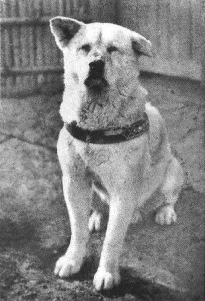 На фото - известный многим пес Хатико (сфотографирован незадолго до его смерти). 