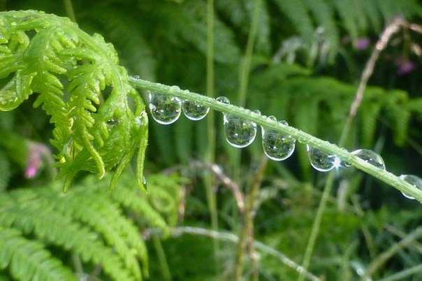 Капли воды на листьях папоротника на острове Малл, Великобритания
