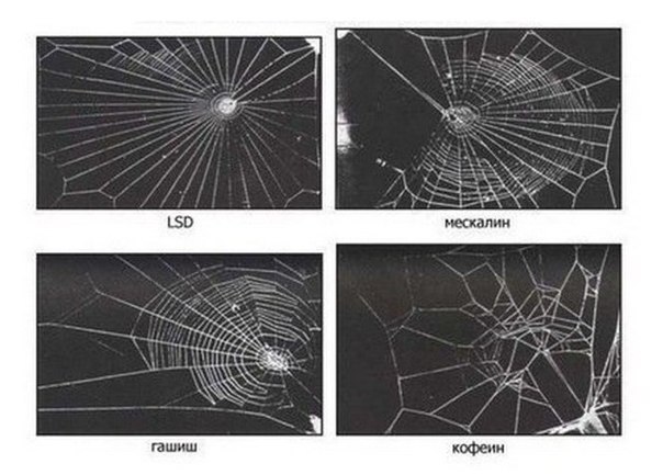 Сети, сплетенные пауками, которых кормили мухами с инъекцией наркотика.