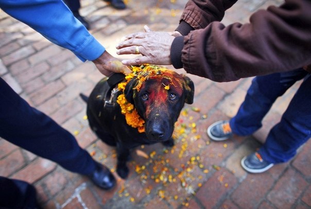 Взгляд полицейской собаки красноречиво демонстрирует ее отношение к обрядам фестиваля «Тихар», Катманду, Непал. 